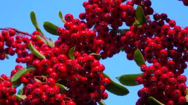 Pyracantha ya da ateş dikenli, mavi gökyüzüne karşı her zaman yeşil olan kırmızı meyveler
