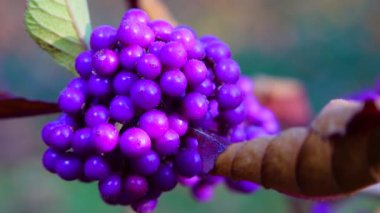 Callicarpa (Beautyberry), Lamiaceae familyasından bir çalılık ve küçük ağaç cinsidir.
