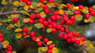 Cotoneaster, gülgiller (Rosaceae) familyasından bir bitki cinsidir.