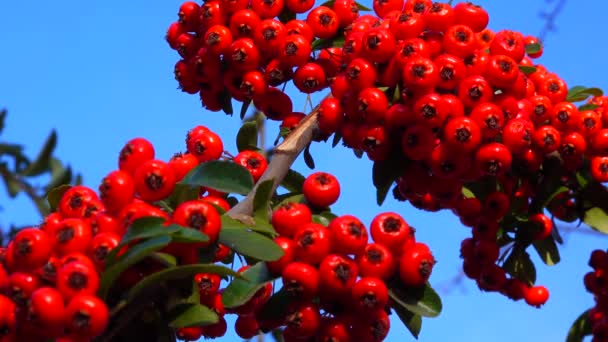 Πυράκανθα Πύρινο Αγκάθι Κόκκινα Φρούτα Του Αειθαλή Ενάντια Ένα Γαλάζιο — Αρχείο Βίντεο