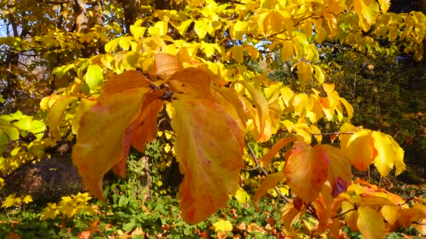 Žluté Listy Stromu Podzim Botanické Zahradě — Stock video