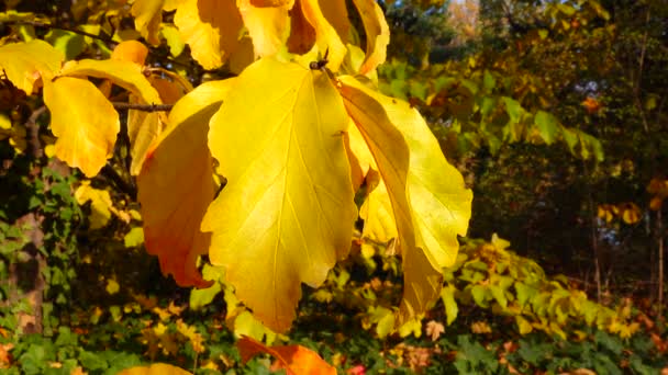 Żółte Liście Drzewa Jesienią Ogrodzie Botanicznym — Wideo stockowe