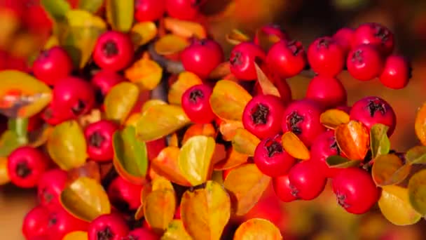 菊科植物是蔷薇科的一种开花植物 — 图库视频影像
