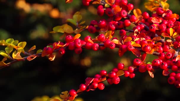 Cotoneaster Gülgiller Rosaceae Familyasından Bir Bitki Cinsidir — Stok video