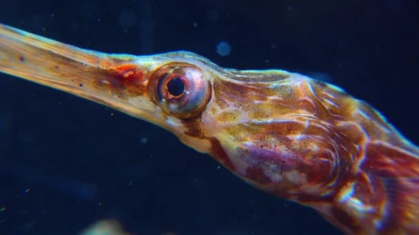 Detailní Záběr Hlava Oči Pipefish Širokým Nosem Syngnathus Variegatus Červená — Stock video