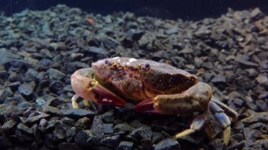 Orta boy, Jaguar yuvarlak yengeci (Xantho poressa). Karadeniz