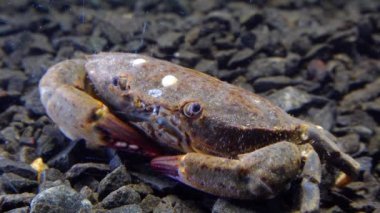 Orta boy, Jaguar yuvarlak yengeci (Xantho poressa). Karadeniz