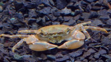 Hayvan Karadeniz. - (Brachinotus sexdentatus) - Küçük yengeçler. Karadeniz