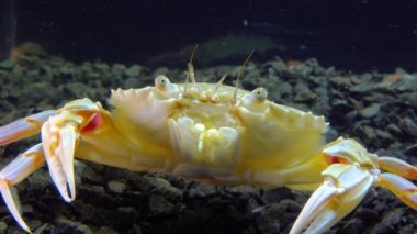 Orta boy, yüzen yengeç portresi (Makropipus holsatus), Karadeniz