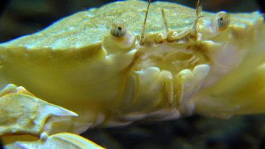 Orta boy, yüzen yengeç portresi (Makropipus holsatus), Karadeniz