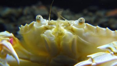 Orta boy, yüzen yengeç portresi (Makropipus holsatus), Karadeniz