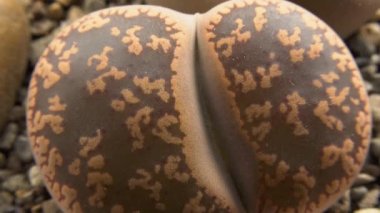 Mesembs (Lithops sp.) Güney Afrika 'da bulunan bir Lithops türü.