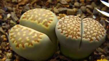 Mesembs (Lithops bromfeldii) Güney Afrika 'da bulunan bir tür.