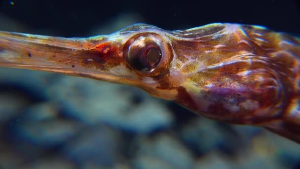 Close Head Eyes Wide Nosed Pipefish Syngnathus Variegatus Red Book — Stock Video