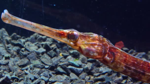 Close Cabeça Olhos Peixe Pipa Nariz Largo Syngnathus Variegatus Livro — Vídeo de Stock