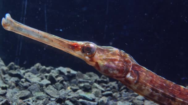 Detailní Záběr Hlava Oči Pipefish Širokým Nosem Syngnathus Variegatus Červená — Stock video