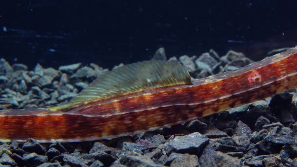 Close Head Eyes Wide Nosed Pipefish Syngnathus Variegatus Red Book — Stock Video