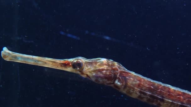 Primer Plano Cabeza Ojos Pez Pipa Nariz Ancha Syngnathus Variegatus — Vídeos de Stock