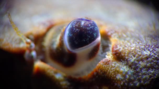 Pendekatan Mata Kepiting Berwajah Kepiting Bulat Jaguar Xantho Poressa Laut — Stok Video