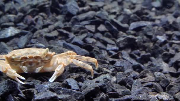 Fauna黑海 Brachinotus Sexdentatus 小螃蟹 黑海地区 — 图库视频影像