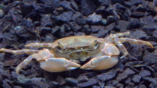 Fauna黑海 Brachinotus Sexdentatus 小螃蟹 黑海地区 — 图库视频影像