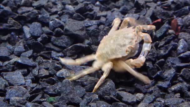 Fauna Zwarte Zee Brachinotus Sexdentatus Kleine Krabben Zwarte Zee — Stockvideo