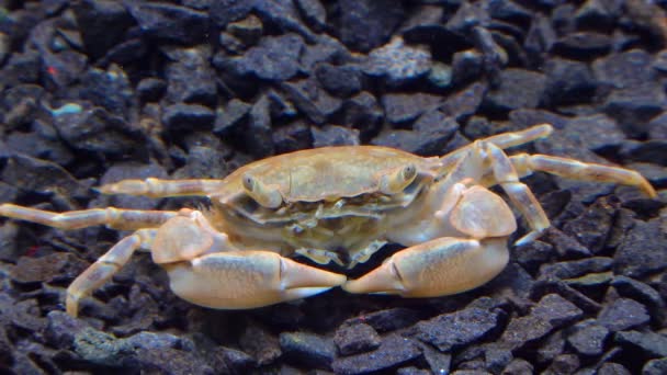 Fauna Black Sea Brachinotus Sexdentatus Small Crabs Black Sea — Stock Video