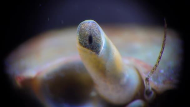 Close Krab Oog Brachinotus Sexdentatus Zwarte Zee — Stockvideo