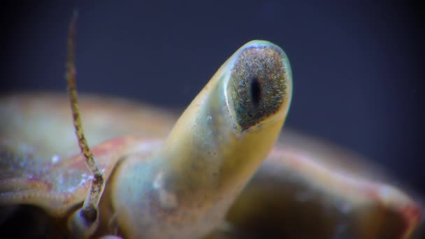 Zbliżenie Oko Kraba Brachinotus Sexdentatus Morze Czarne — Wideo stockowe
