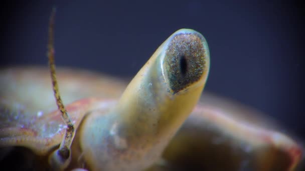 Close Olho Caranguejo Brachinotus Sexdentatus Mar Negro — Vídeo de Stock