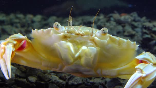 Medium Shot Portrait Swimming Crab Macropipus Holsatus Black Sea — 비디오