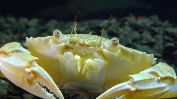 Średnio Ujęcie Portret Kraba Pływającego Macropipus Holsatus Morze Czarne — Wideo stockowe