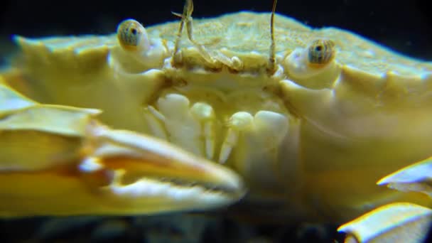 Střední Snímek Portrét Kraba Plaveckého Macropipus Holsatus Černé Moře — Stock video