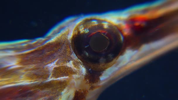 Close Rotating Eye Wide Nosed Pipefish Syngnathus Variegatus Red Book — Stock Video