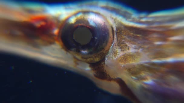 Close Rotating Eye Wide Nosed Pipefish Syngnathus Variegatus Red Book — Stock Video