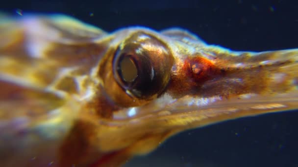 Close Rotating Eye Wide Nosed Pipefish Syngnathus Variegatus Red Book — Stock Video