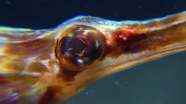 Close Rotating Eye Wide Nosed Pipefish Syngnathus Variegatus Red Book — Stock Video