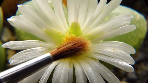 Impollinazione Con Una Spazzola Fiore Della Pianta Africana Lithops — Video Stock