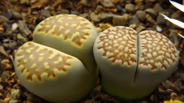 Mesembs Lithops Bromfeldii Species Lithops Found South Africa — Stock Video