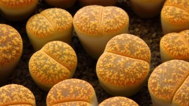 Mesembs (Lithops sp.) Güney Afrika 'da bulunan bir Lithops türü.