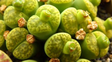 Mesembs (Lithops sp.) Güney Afrika 'da bulunan bir Lithops türü.