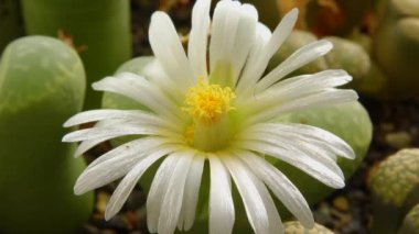 Afrika bitkisinin bir çiçeğinin bir fırçası ile tozlaşma (Lithops sp.)