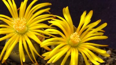 Afrikalı sulu bitkinin sarı çiçeği lithops (Lithops sp.).