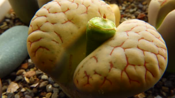 Mesembs Uma Espécie Lithops Família Lithops Endémica África Sul — Vídeo de Stock