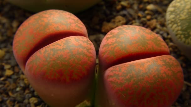 Mesembs Lithops Una Specie Litopo Che Trova Sudafrica — Video Stock