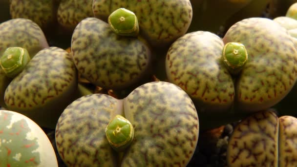Mesembs Lithops Bromfeldii Species Lithops Found South Africa — Stock Video