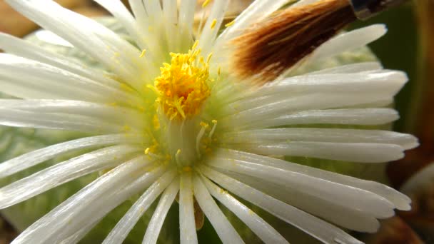 Polinización Con Pincel Una Flor Planta Africana Lithops — Vídeos de Stock