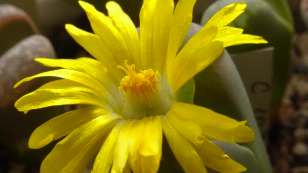 アフリカ多肉植物リソップの黄色の花 リトプスSp — ストック動画