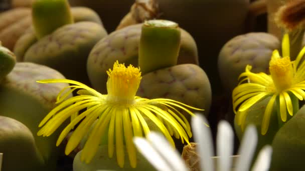 Fiore Giallo Delle Piante Grasse Africane Litopi Lithops — Video Stock