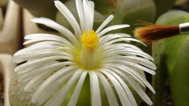Bestäubung Mit Einem Pinsel Einer Blume Der Afrikanischen Pflanze Lithops — Stockvideo